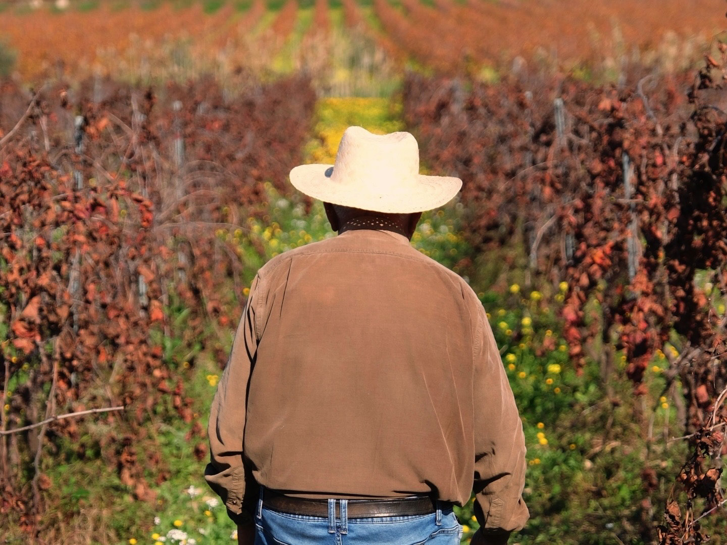 Il nonno di spalle nel vigneto